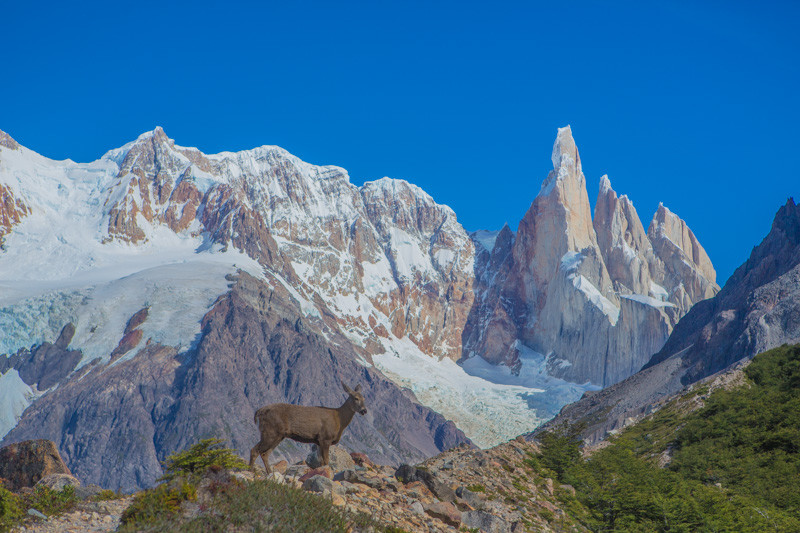 Huemul hembra