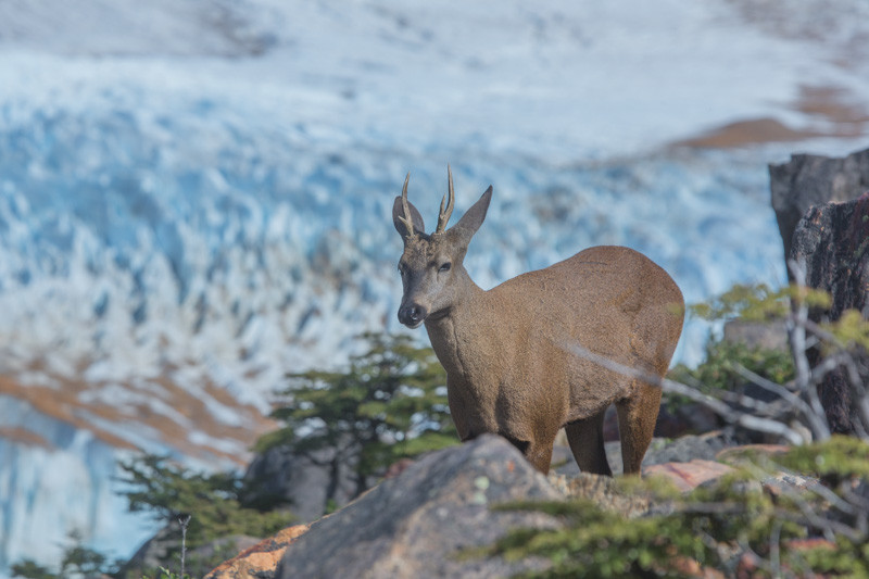 Huemul Macho frente a Glaciar Torre