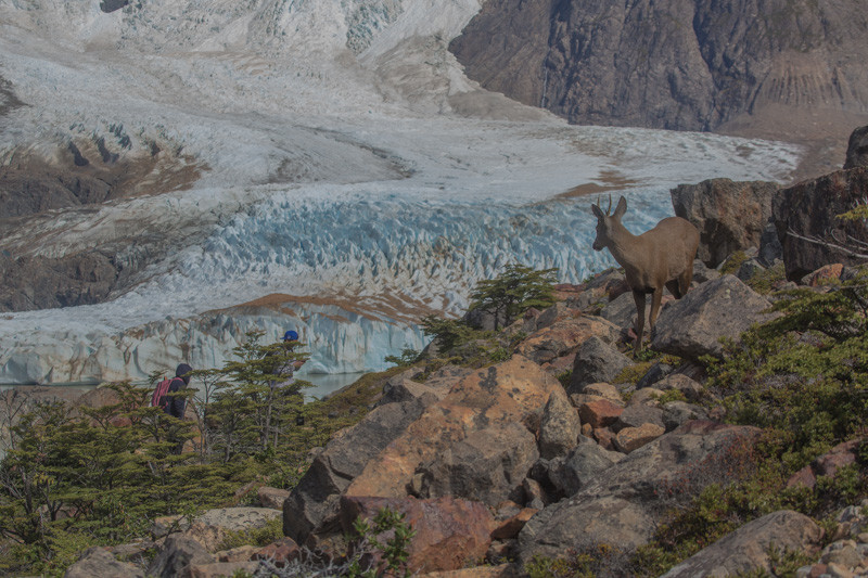 Glaciar Torre, y los caminantes ante la mirada del huemul.