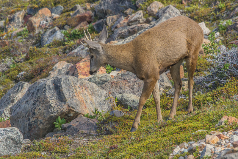 Huemul, en busca de su alimento.